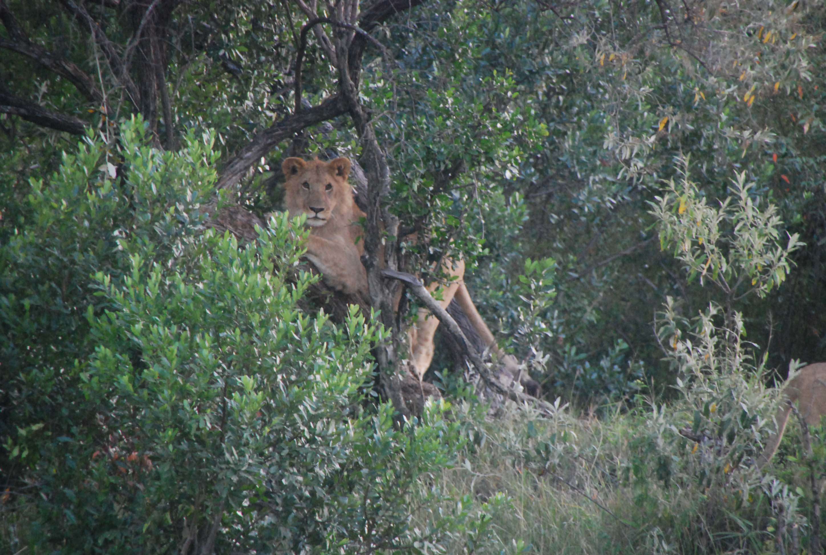 Regreso al Mara - Kenia - Blogs de Kenia - Un montón de leones y un poquito de porno (5)